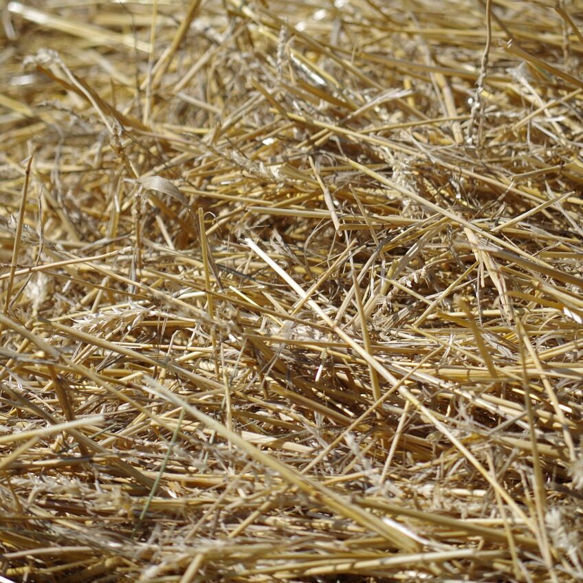 hay, straw, dry